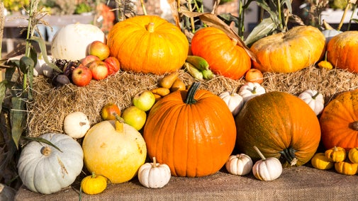 Display of pumpkins, gourds and squashes at Beningbrough Hall, Gallery and Gardens, North Yorkshire